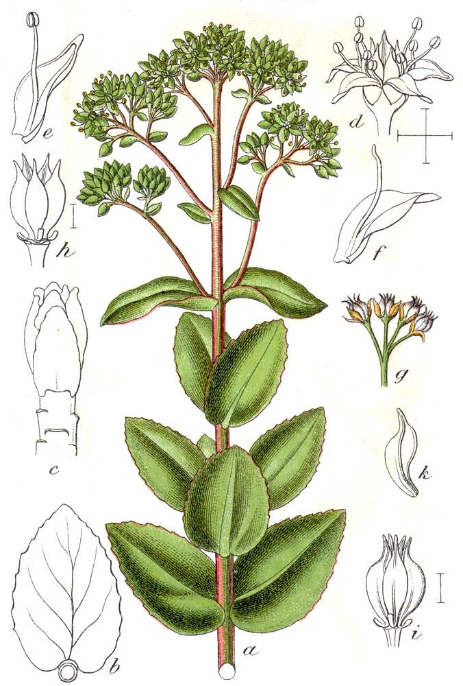 Orpine