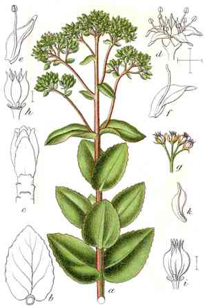 Orpine(Hylotelephium telephium)