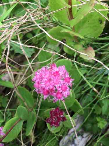 Orpine(Hylotelephium telephium)