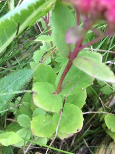 Orpine(Hylotelephium telephium)