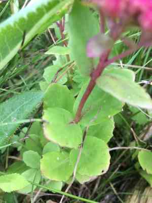 Orpine(Hylotelephium telephium)