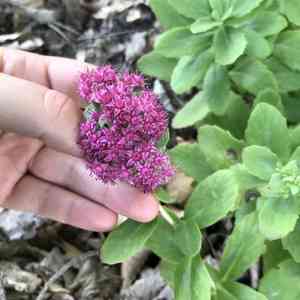 Orpine(Hylotelephium telephium)