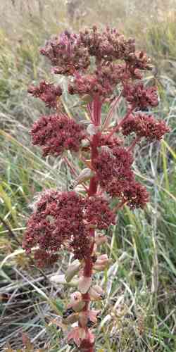 Orpine(Hylotelephium telephium)