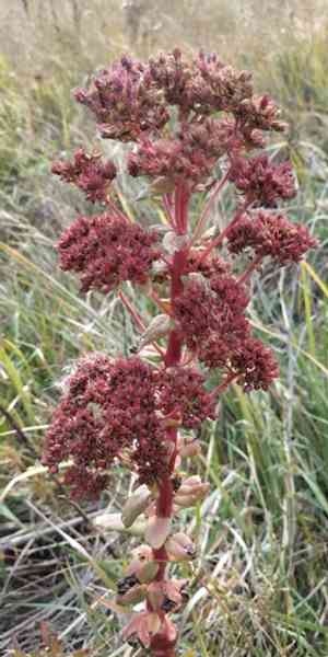 Orpine(Hylotelephium telephium)