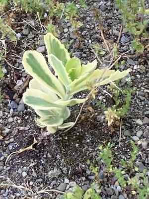 Sedums (Hylotelephium)(Hylotelephium)