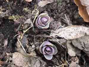 Sedums (Hylotelephium)(Hylotelephium)