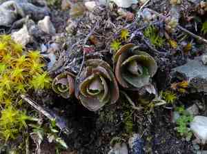 Sedums (Hylotelephium)(Hylotelephium)