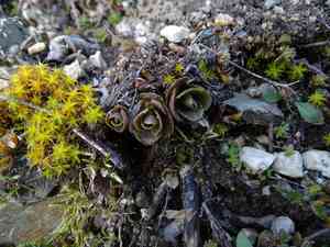 Sedums (Hylotelephium)(Hylotelephium)