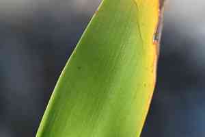 Perfumed spiderlily(Hymenocallis latifolia)