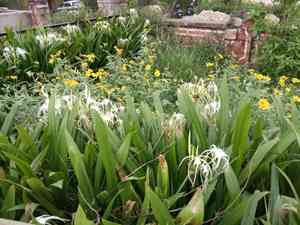 Perfumed spiderlily(Hymenocallis latifolia)