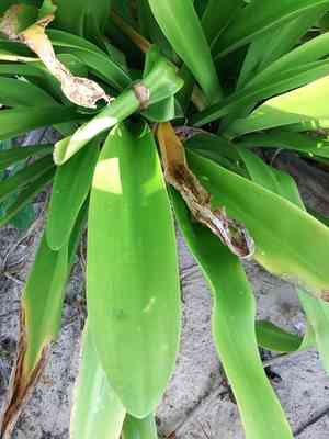 Perfumed spiderlily(Hymenocallis latifolia)