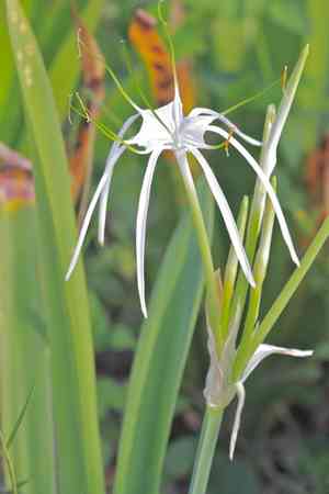Perfumed spiderlily(Hymenocallis latifolia)