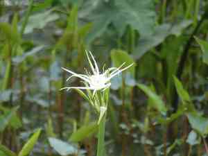 Spring spiderlily(Hymenocallis liriosme)