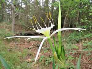 Spring spiderlily(Hymenocallis liriosme)