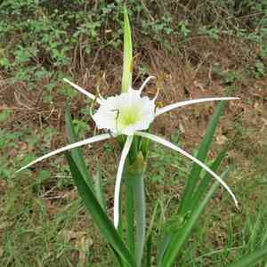 Spring spiderlily(Hymenocallis liriosme)