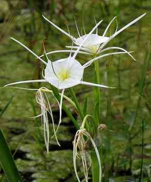 Spring spiderlily(Hymenocallis liriosme)