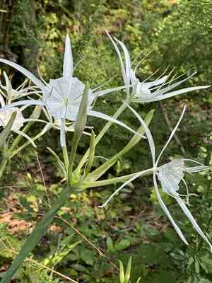 Northern spider-lily(Hymenocallis occidentalis)