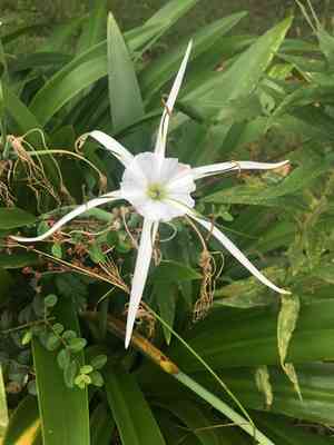 Northern spider-lily(Hymenocallis occidentalis)