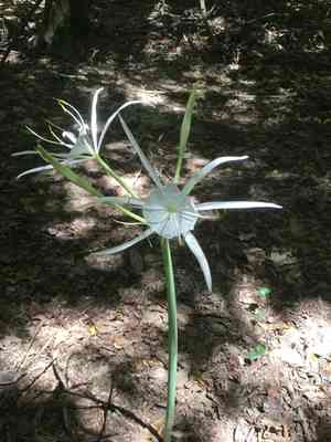 Northern spider-lily(Hymenocallis occidentalis)