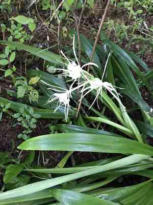 Northern spider-lily(Hymenocallis occidentalis)
