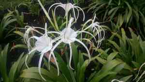 Green-tinge spiderlily(Hymenocallis speciosa)