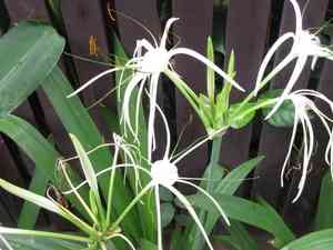 Green-tinge spiderlily(Hymenocallis speciosa)