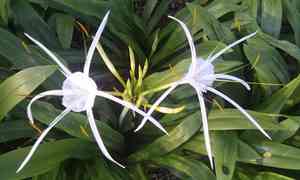 Green-tinge spiderlily(Hymenocallis speciosa)