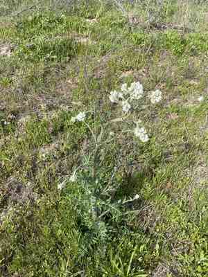 Oldplainsman(Hymenopappus artemisiifolius)