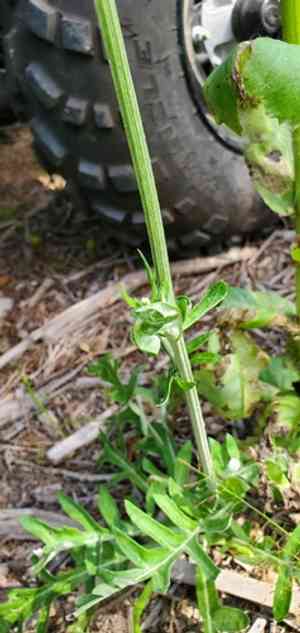 Oldplainsman(Hymenopappus artemisiifolius)