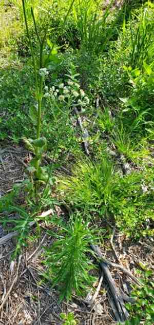 Oldplainsman(Hymenopappus artemisiifolius)