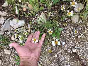 Biennial woollywhite(Hymenopappus biennis)
