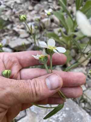 Biennial woollywhite(Hymenopappus biennis)