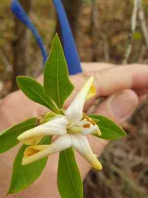 Native frangipani(Hymenosporum flavum)