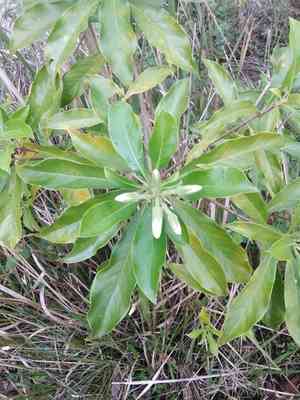 Native frangipani(Hymenosporum flavum)
