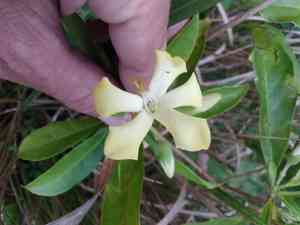 Native frangipani(Hymenosporum flavum)