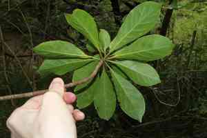 Native frangipani(Hymenosporum flavum)