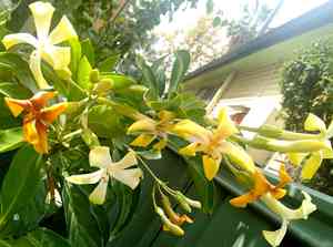 Hymenosporum (Hymenosporum)(Hymenosporum)
