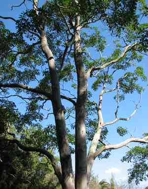 Hymenosporum (Hymenosporum)(Hymenosporum)