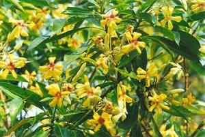 Hymenosporum (Hymenosporum)(Hymenosporum)