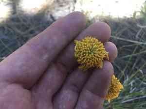 Bigelow's rubberweed(Hymenoxys bigelovii)