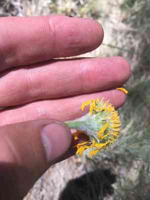 Bigelow's rubberweed(Hymenoxys bigelovii)