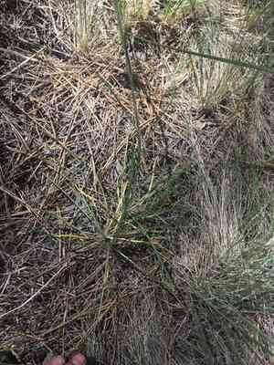 Bigelow's rubberweed(Hymenoxys bigelovii)