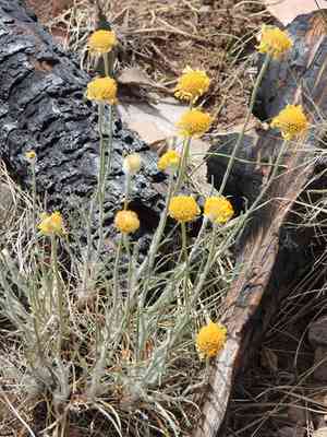 Bigelow's rubberweed(Hymenoxys bigelovii)