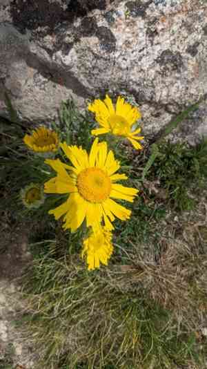 Old man of the mountains(Hymenoxys grandiflora)
