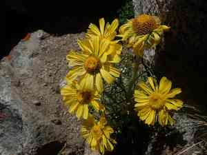 Old man of the mountains(Hymenoxys grandiflora)