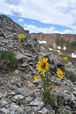 Old man of the mountains(Hymenoxys grandiflora)