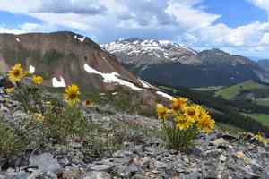 Old man of the mountains(Hymenoxys grandiflora)