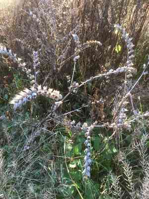 Henbane(Hyoscyamus niger)