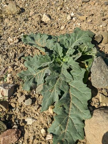 Henbane