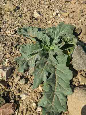 Henbane(Hyoscyamus niger)